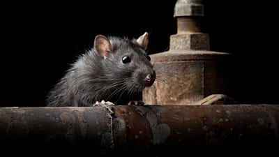 4 Questions to Ask Before Trying to Catch a Rat