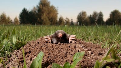 7 Mole-Fighting Lessons