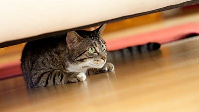 8 Ways Your Cat Tries Telling You About an Invader