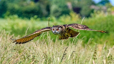 Attracting Owls to Reduce Rodent Populations