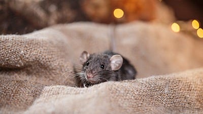 Christmas Mice Aren't Cute 