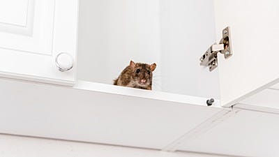 DIY Pest Control - Ban Rodents from Your Home