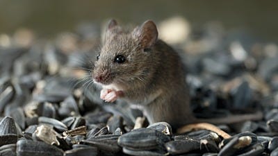 Do Bird Feeders Attract Mice?