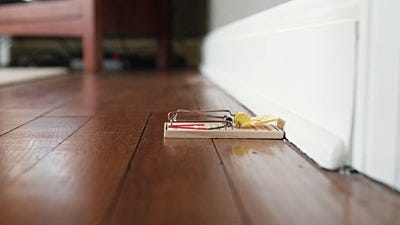 Firm vs. Sensitive: Best Tips for Setting Mouse Traps
