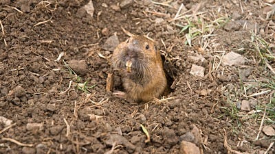 Got Gophers? 3 Gopher Removal Tips