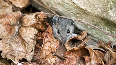 preventing rodents all year round 