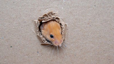 how do mice invade your home 