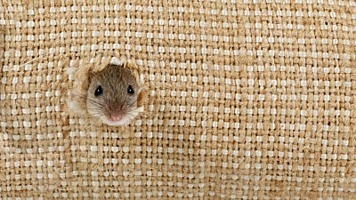 How Do Mice Fit in Such Small Spaces?