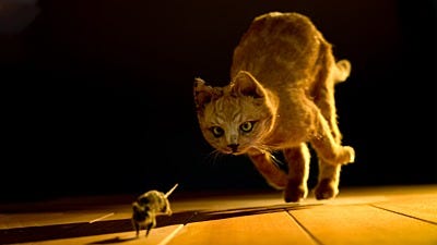 How to Train Your Cat to Hunt Mice