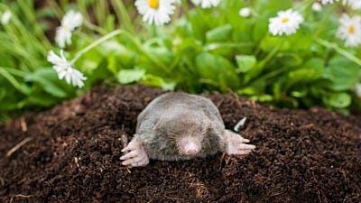 Meet the Mole Expert Stewart Clark