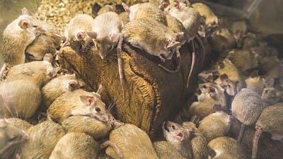 Mice Control in Your Barn