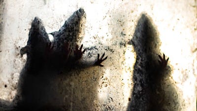 Scary Pest Control Stories
