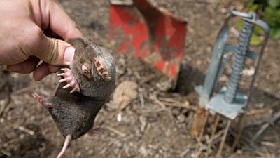 Springtime Mole Eradication Plan