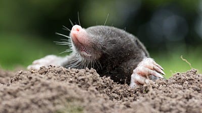 Tips for Identifying Moles, Voles and Gophers