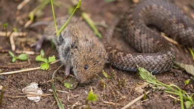 What Animals Eat Mice?