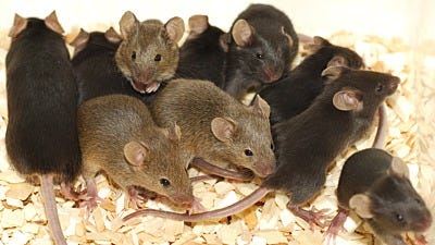 What Humans Can Learn from Calhoun's Rodent Utopia