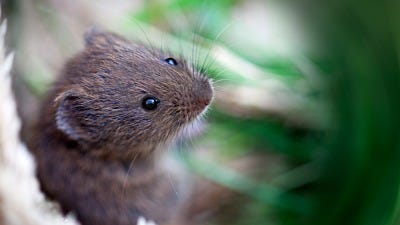 What is a Vole?