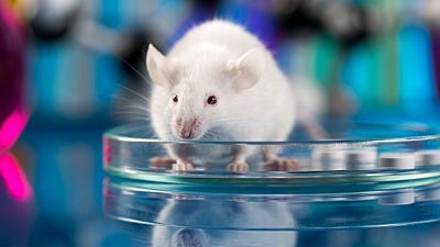 Why Are Mice Used in Testing for Human Diseases?