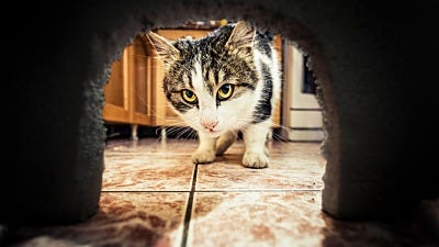 Will Getting a Cat Get Rid of Mice?