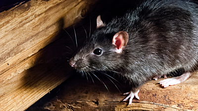 how to get rid of rodents