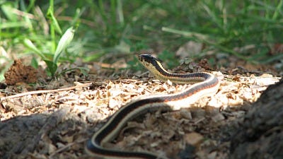 keep snakes off your property