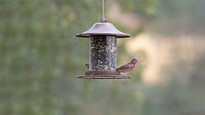 Do Bird Feeders Attract Mice?