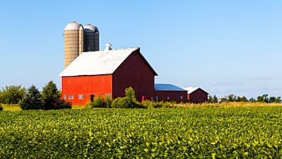 Mice Control in Your Barn