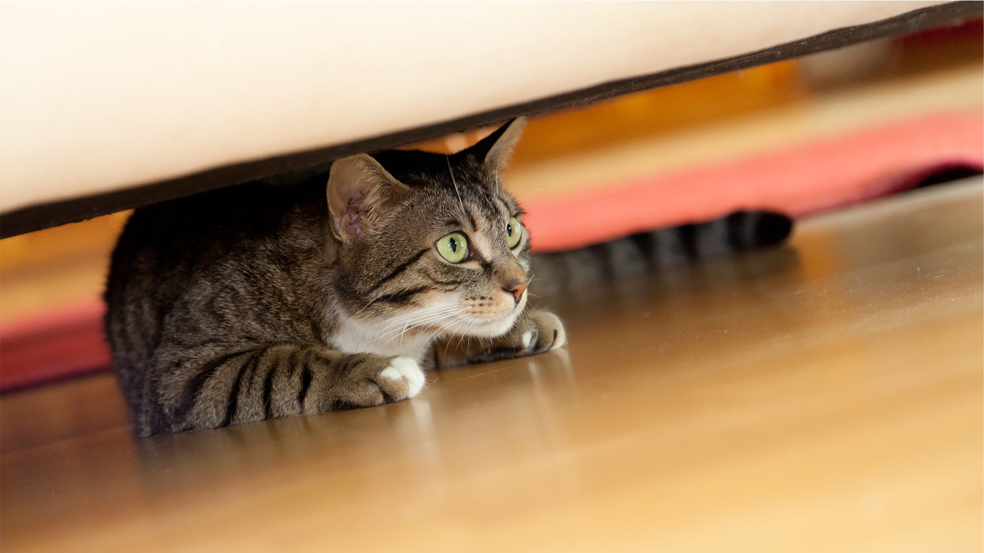 8 Ways Your Cat Tries Telling You About an Invader