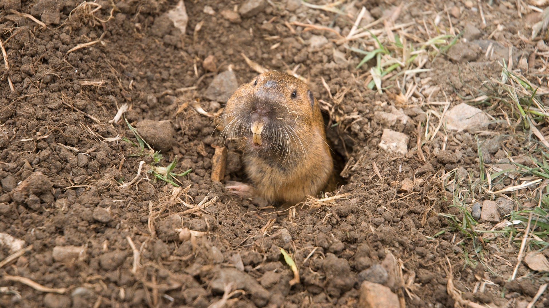 Best Gopher Poisons