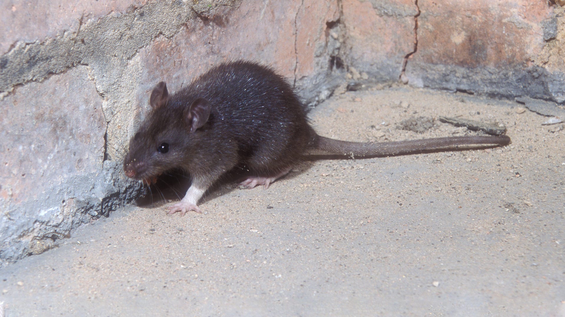 How To Identify And Eliminate Roof Rats In You Re Home