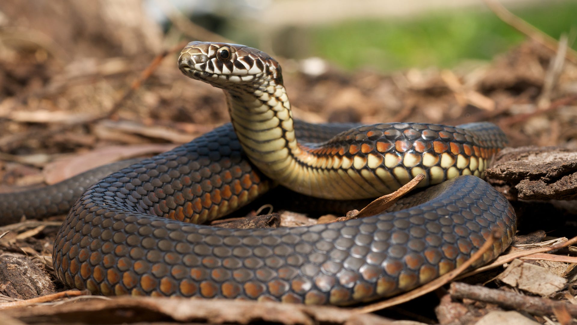 How to Remove Snakes from Your Property