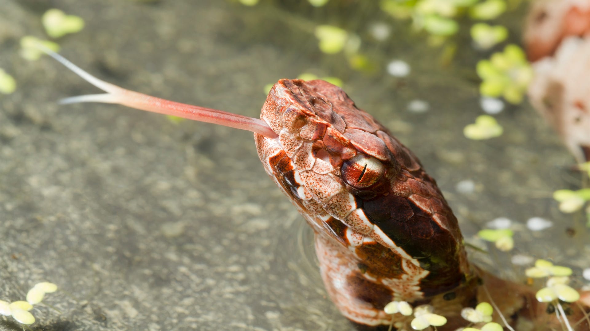 Venomous vs Non-Venomous Snakes; How to tell the difference