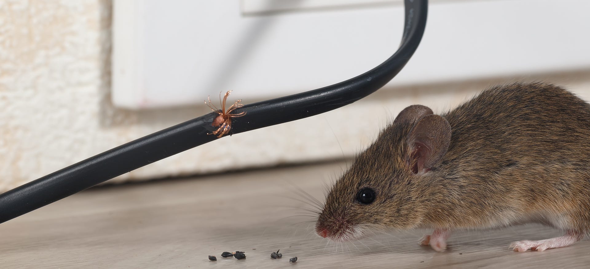 mice chewed wire