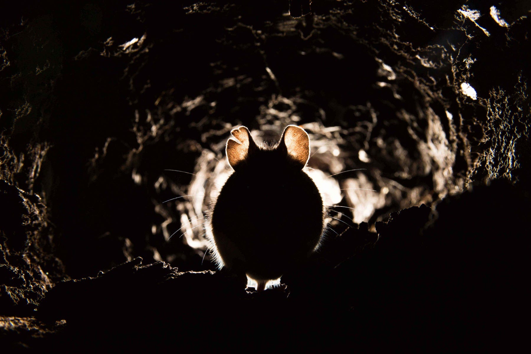 mouse in tunnel infestation