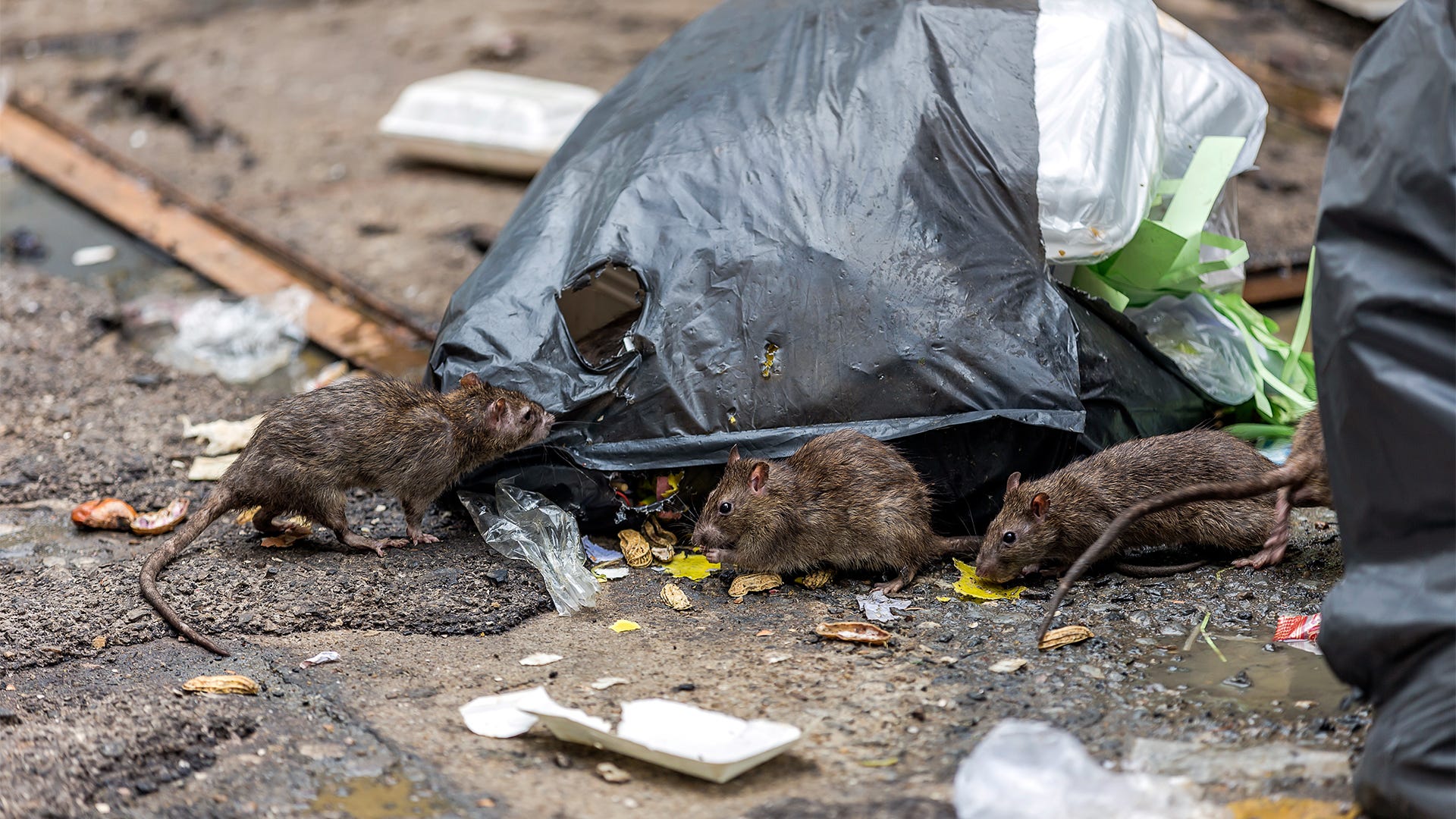 Seven Rat Facts that will Make You Cringe
