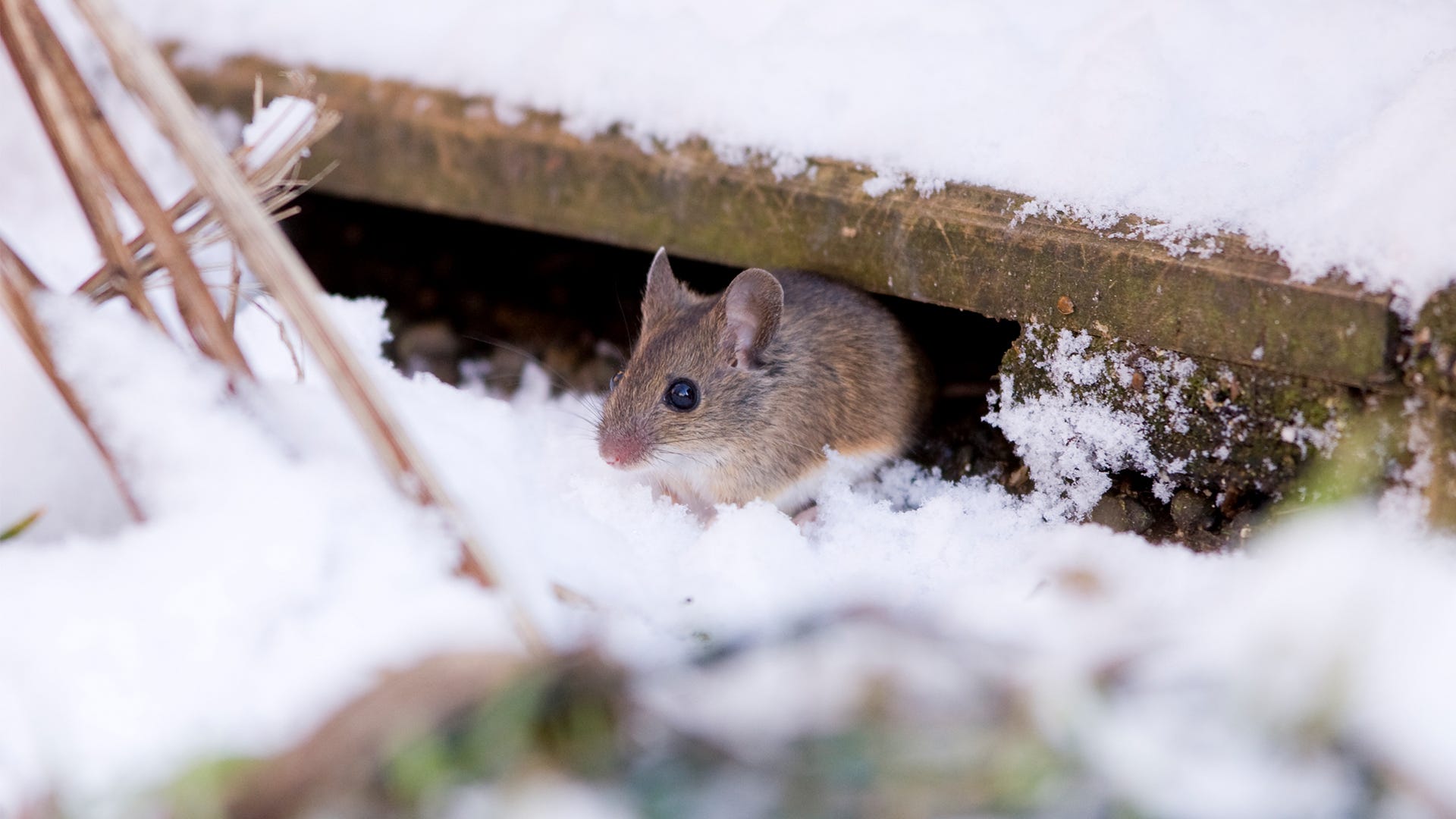 The Best Ways to Keep Rats and Mice out of Your Vehicle