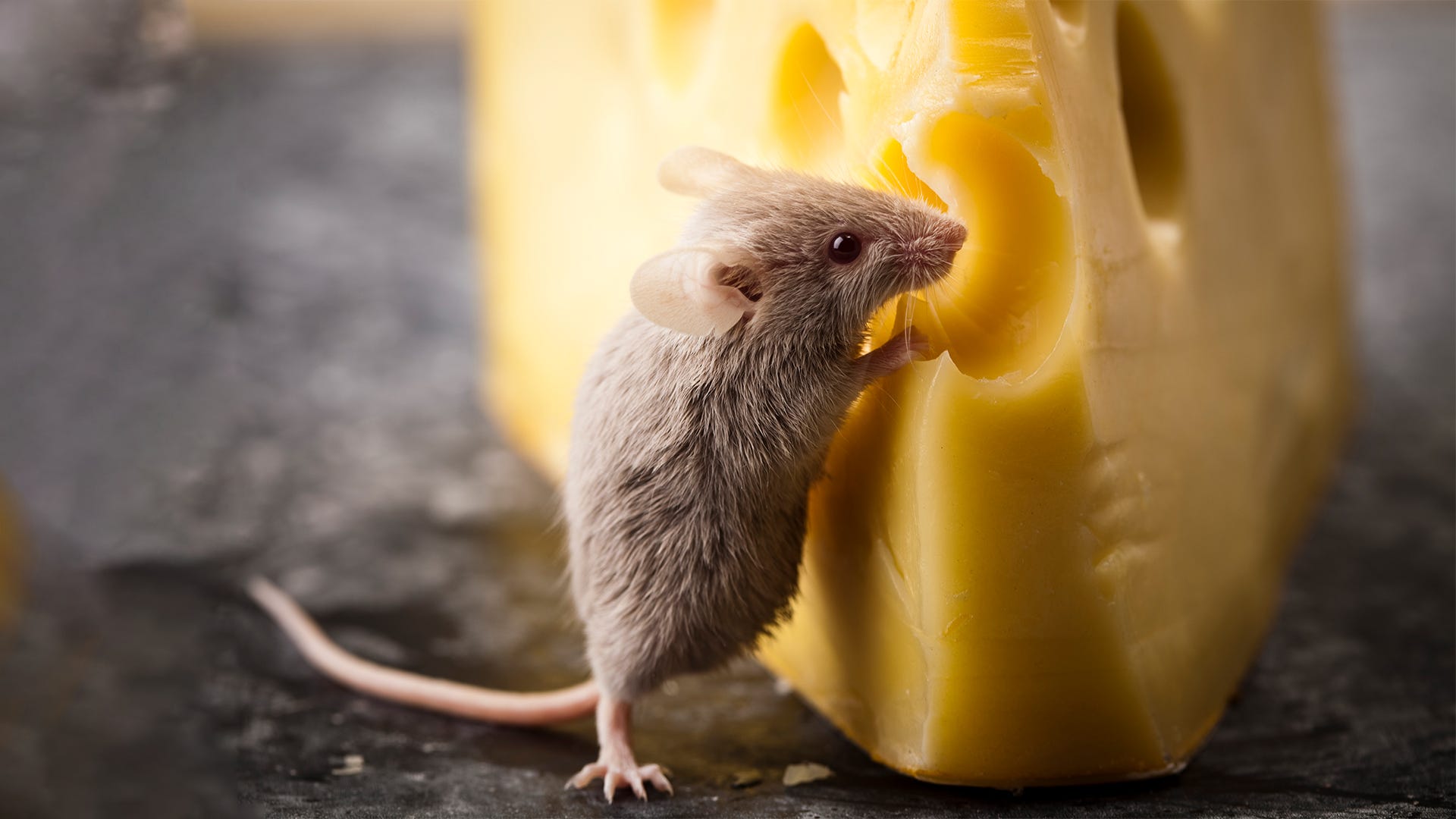 The Cheesy Truth About Rodent Bait