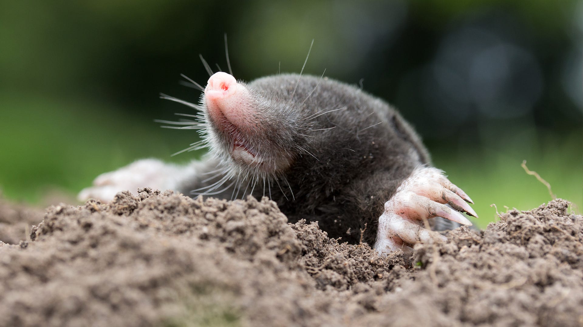 Tips for Identifying Moles, Voles and Gophers