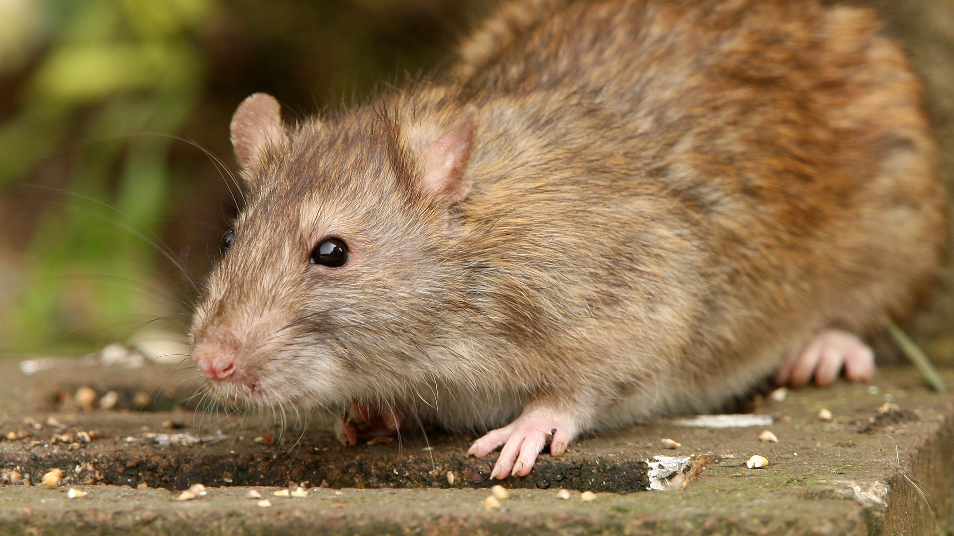 What You Need To Know About Invasive Rodent Species