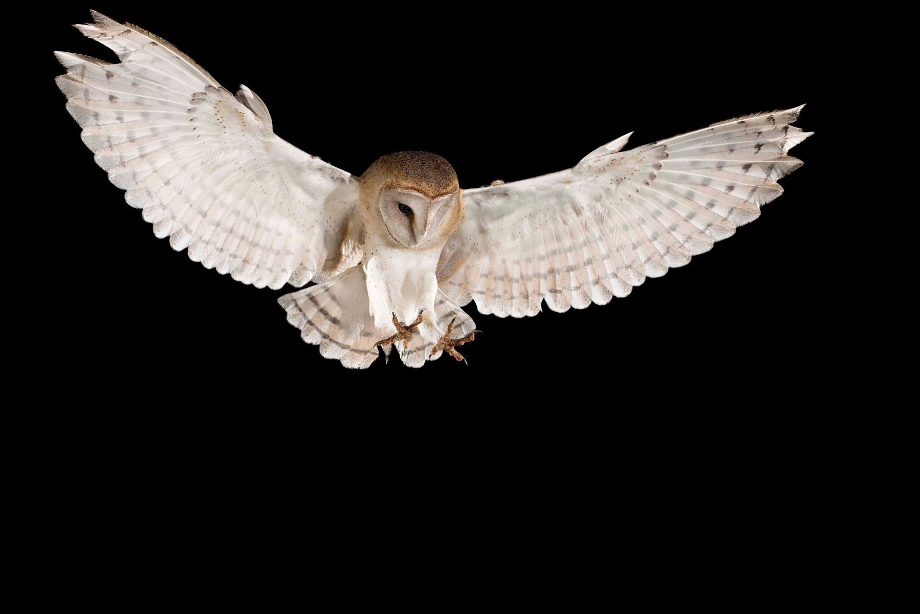 Owl hunting at night Owl hunting rodents