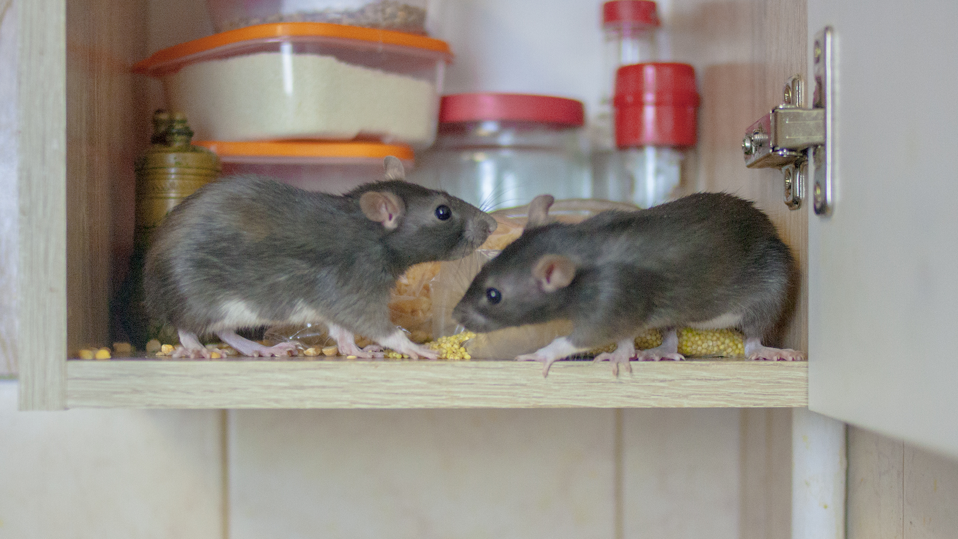 rats in cupboard