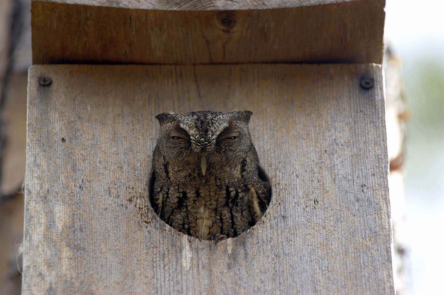 Sleepy owl in nest box Owl in nest box