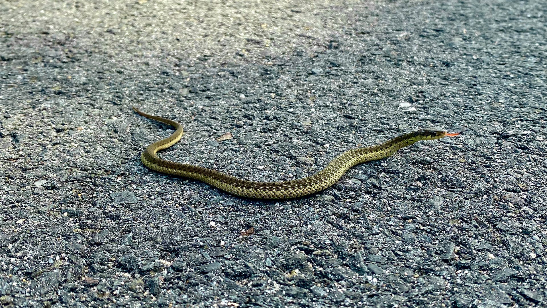 snake on pavement