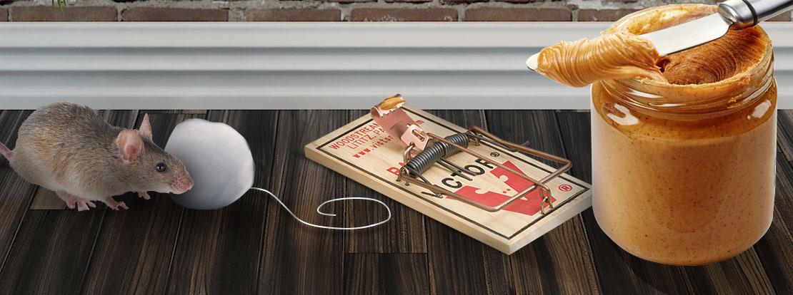 Best Bait For Mouse Trap Peanut Butter (2023) – Maine To The Mouse