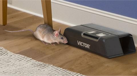 Why Rat & Mice Traps Don't Work