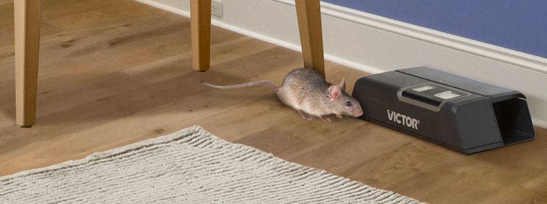 Learn where to put a mouse trap for best results