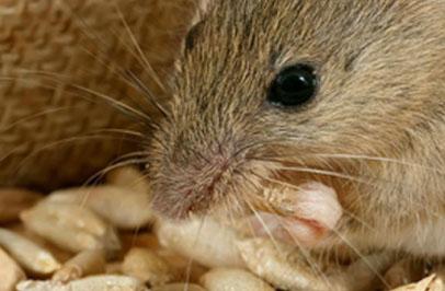 Learn All About the House Mouse