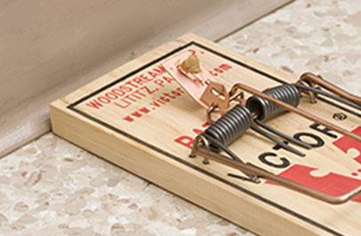 How Do Mouse Traps Work?