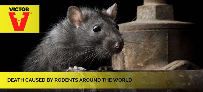 Deaths caused by Rodents