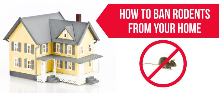 DIY Pest Control 1 DIY Pest Control 1